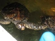 Koh Samui Akvaariossa / 2 esitystä kuuluu hintaan tässä haiden vieressä suuret kilpikonnat joita sai ruokkia pinseteillä salaatinlehtiä pikkurahasta